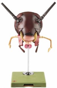 Kop Kakkerlak Model
