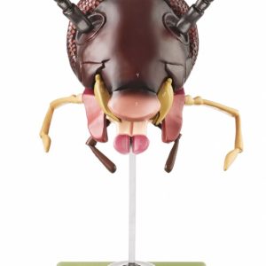 Kop Kakkerlak Model