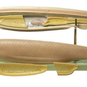 Lancetvisje Model