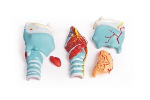 Larynx Model, 2x vergroot, 5-delig