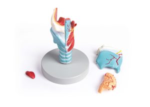 Larynx Model, 2x vergroot, 5-delig