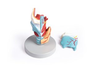 Larynx Model, 2x vergroot, 5-delig