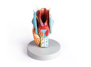 Larynx Model, 2x vergroot, 5-delig