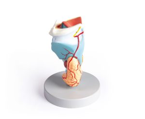 Larynx Model, 2x vergroot, 5-delig