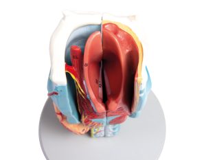 Larynx Model, 2x vergroot, 5-delig