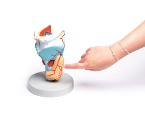 Larynx Model, 2x vergroot, 5-delig