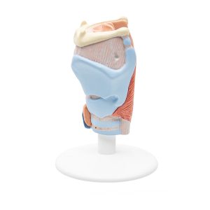 Larynx / Strottenhoofd, 2-delig