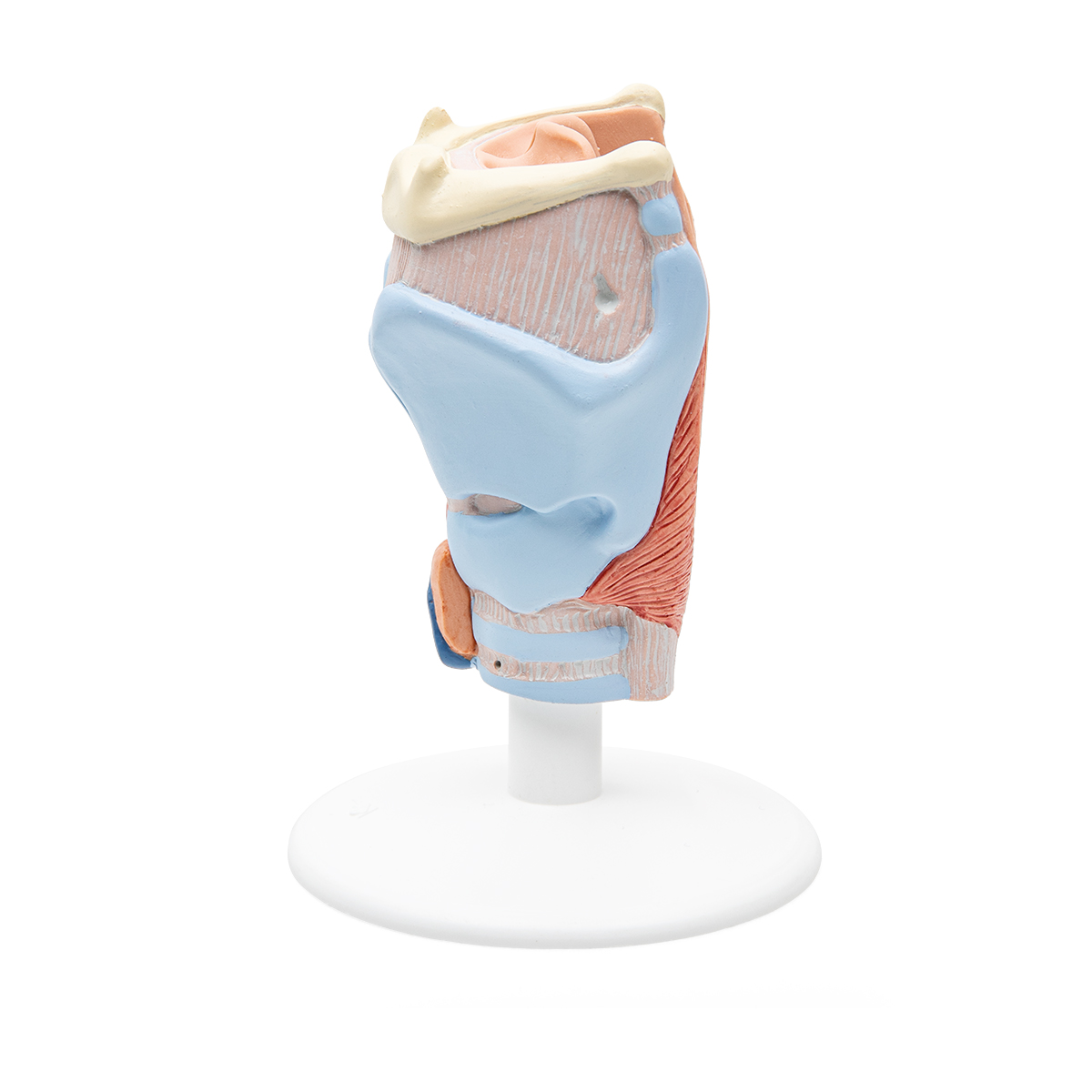 Larynx / Strottenhoofd, 2-delig