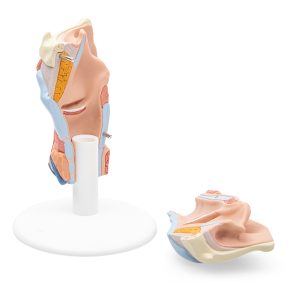 Larynx / Strottenhoofd, 2-delig