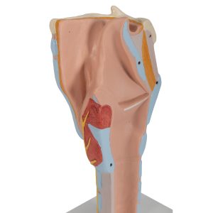 Larynx / Strottenhoofd, 2x ware grootte, 7-delig