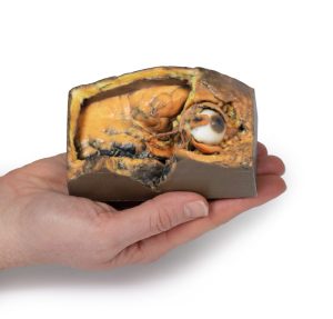 Laterale Oogkas, 3D-Print