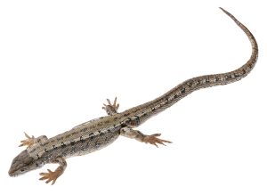 Levendbarende Hagedis Model