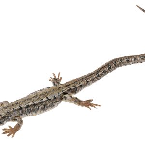 Levendbarende Hagedis Model