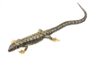 Levendbarende Hagedis Model