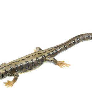 Levendbarende Hagedis Model