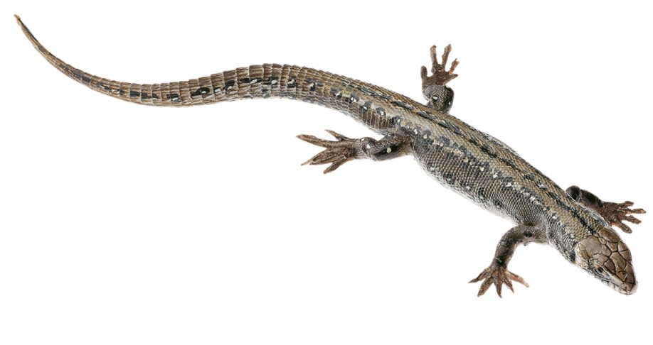 Levendbarende Hagedis Model