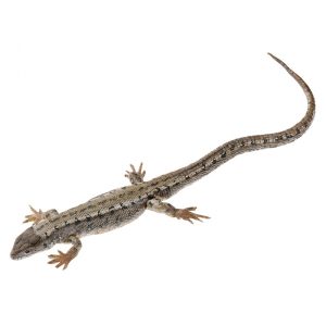 Hagedis