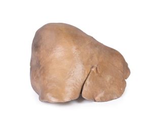 Lever met Bloedvaten en Galblaas, 3D Print