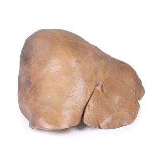 Lever met Bloedvaten en Galblaas, 3D Print