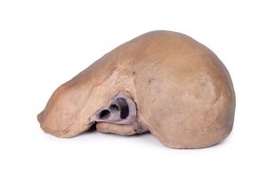 Lever met Bloedvaten en Galblaas, 3D Print