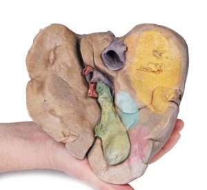 Lever met Bloedvaten en Galblaas, 3D Print