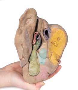 Lever met Bloedvaten en Galblaas, 3D Print