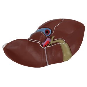 Lever met galblaas