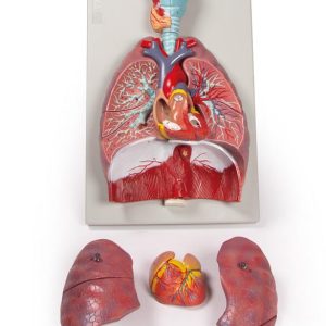 Longen, Hart en Farynx Model, 7-delig