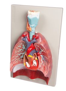 Longen, Hart en Farynx Model, 7-delig