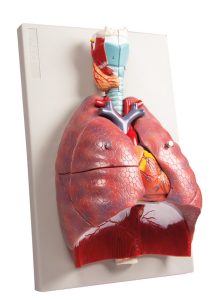 Longen, Hart en Farynx Model, 7-delig