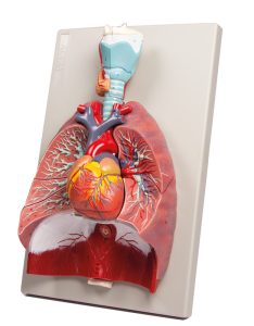 Longen, Hart en Farynx Model, 7-delig