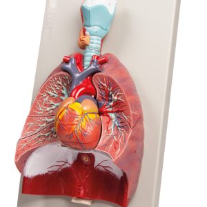 Longen, Hart en Farynx Model, 7-delig