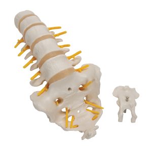 Lumbale wervelkolom met sacrum