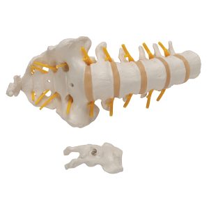 Lumbale wervelkolom met sacrum
