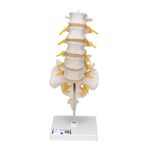 Lumbale wervelkolom met sacrum