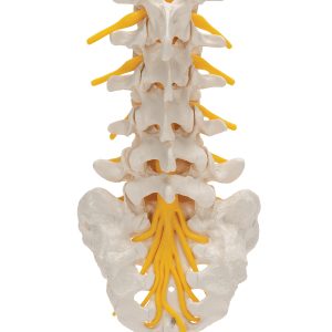 Lumbale wervelkolom met sacrum