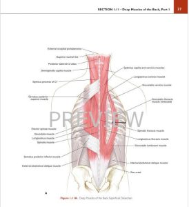 BACK, UPPER LIMB AND LOWER LIMB, Lippincott