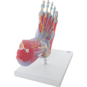 Voetskelet met ligamenten en spieren