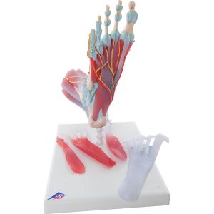 Voetskelet met ligamenten en spieren