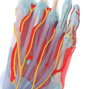 Voetskelet met ligamenten en spieren