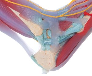 Voetskelet met ligamenten en spieren