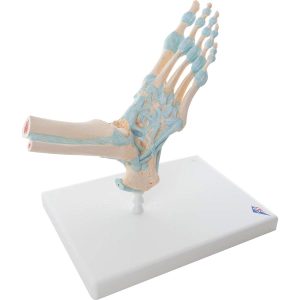 Voetskelet met ligamenten