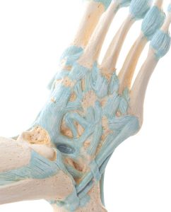 Voetskelet met ligamenten