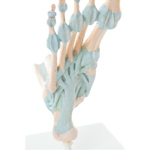 Voetskelet met ligamenten
