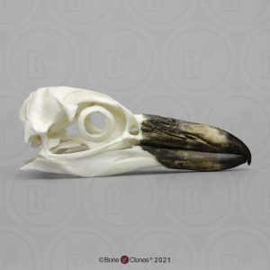 Magelhaenpinguin Schedelmodel