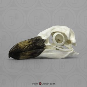 Magelhaenpinguin Schedelmodel