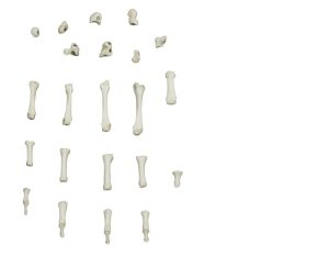 Magnetisch Handskelet