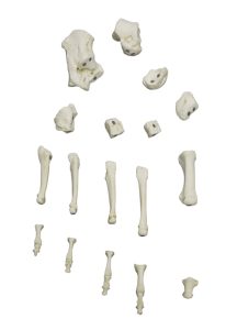 Magnetisch Voetskelet