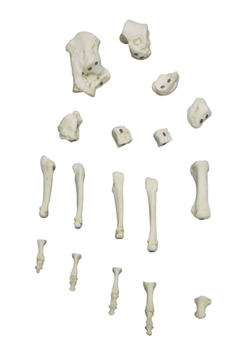 Magnetisch Voetskelet