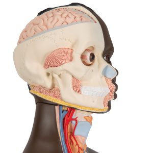 Man/vrouw torso Afrikaans, 24-delig rompmodel